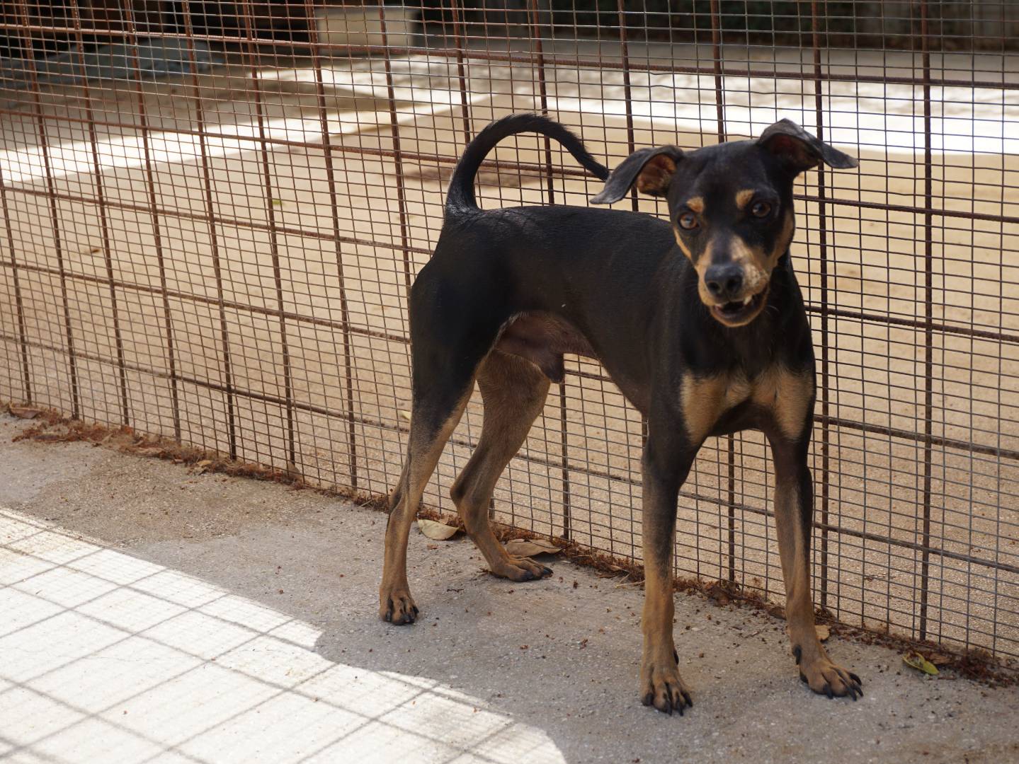 Adotta un cane, maschio, 2 anni, Pescara