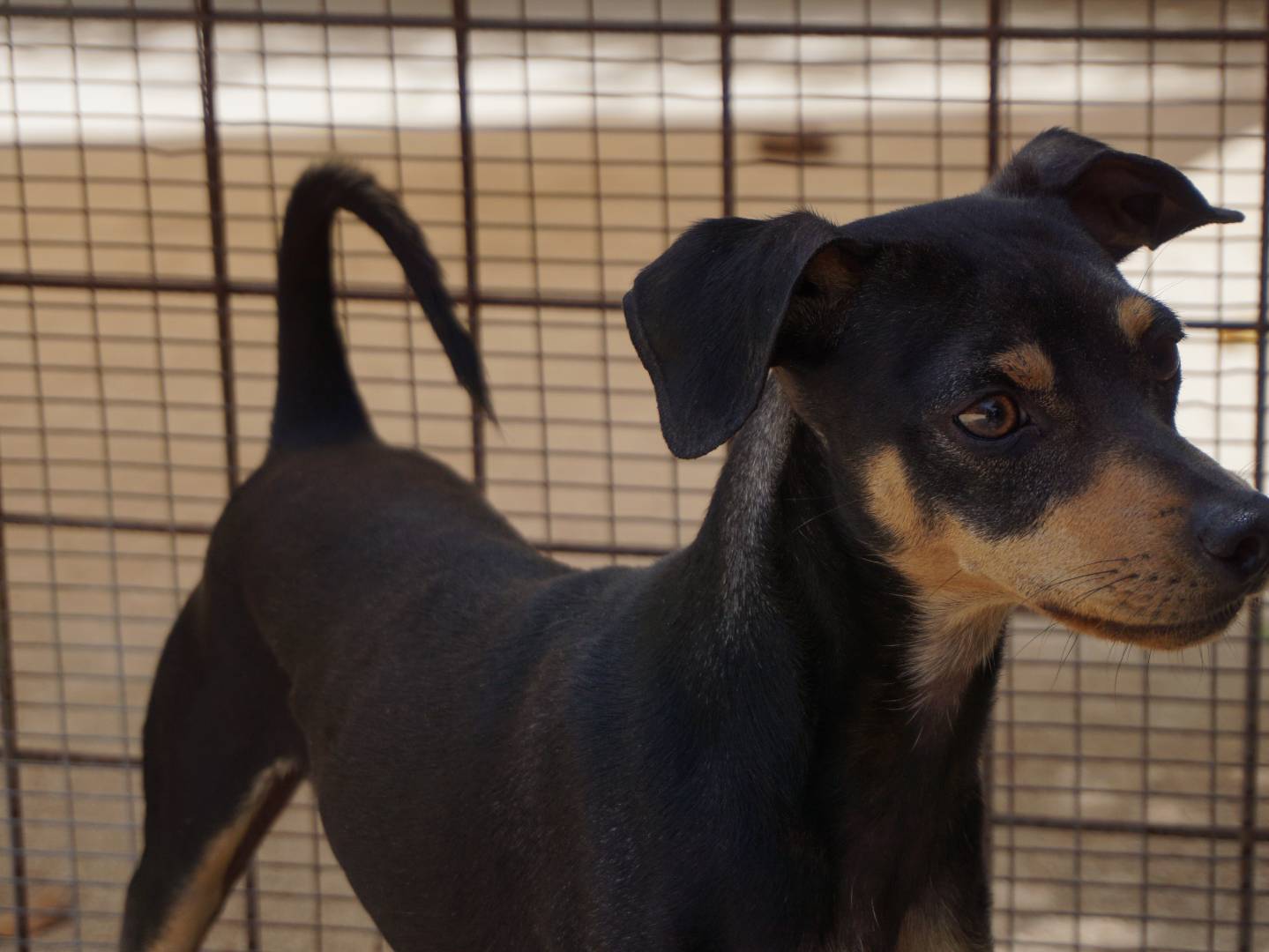 Adotta un cane, taglia piccola, maschio, Pescara