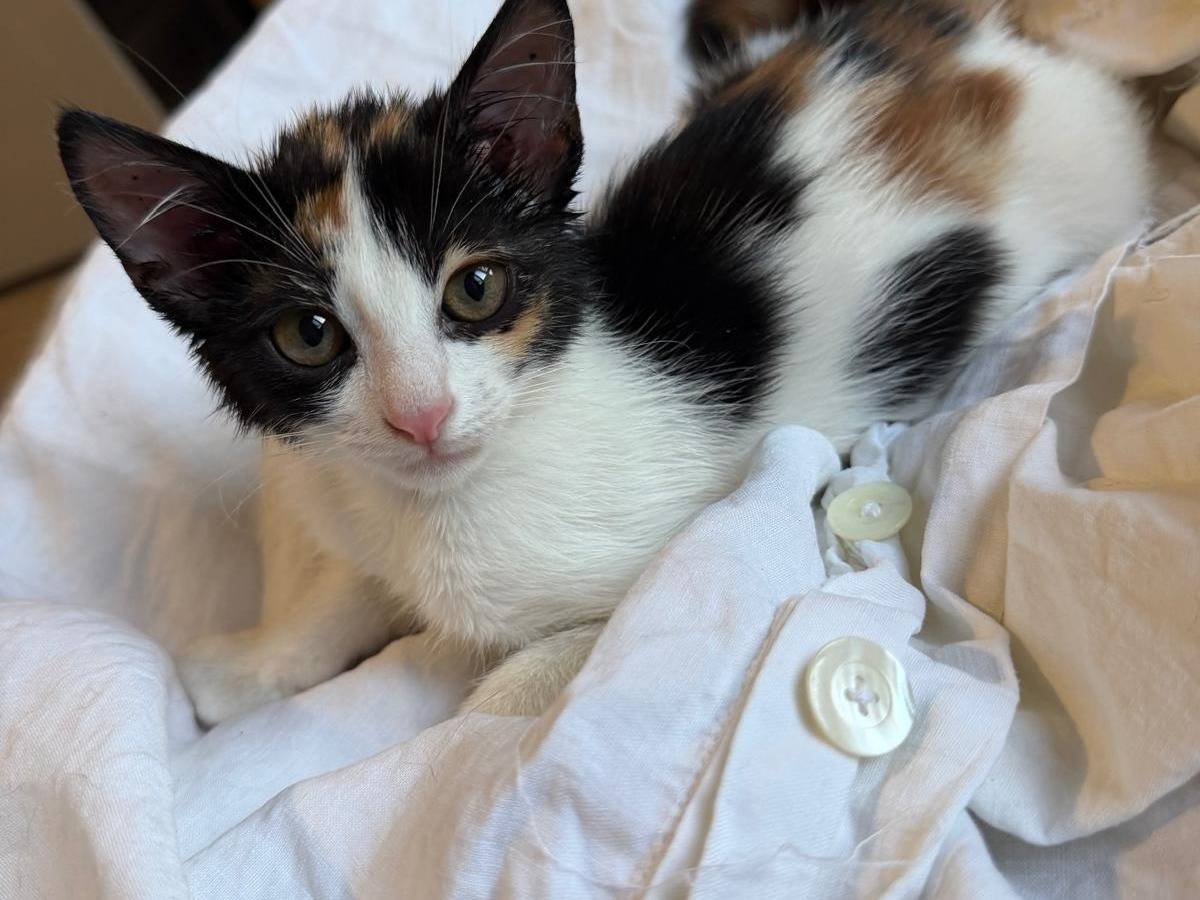 Adozione gatto, femmina, Razza sconosciuta Razza sconosciuta, 3 mesi, taglia non valida, Latina