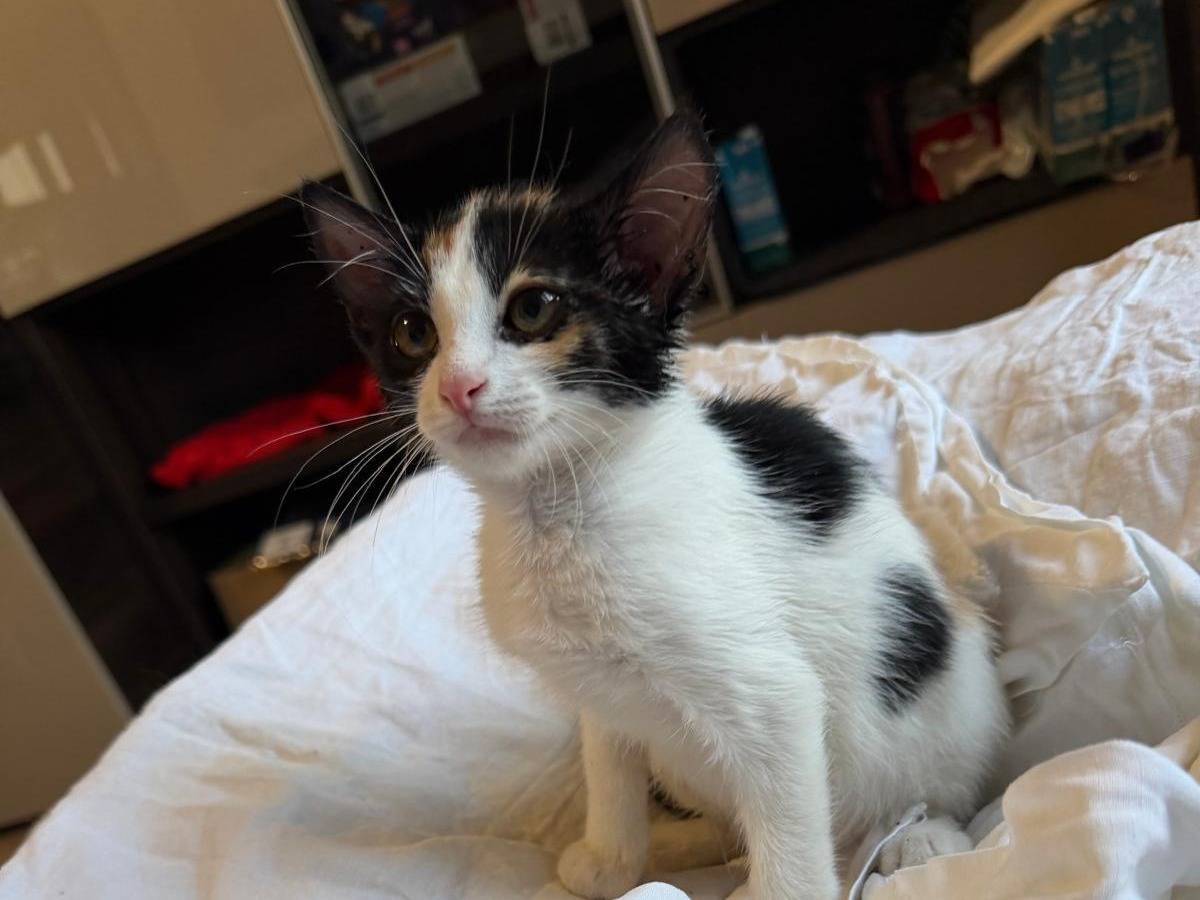 Adotta un gatto, femmina, 3 mesi, Latina