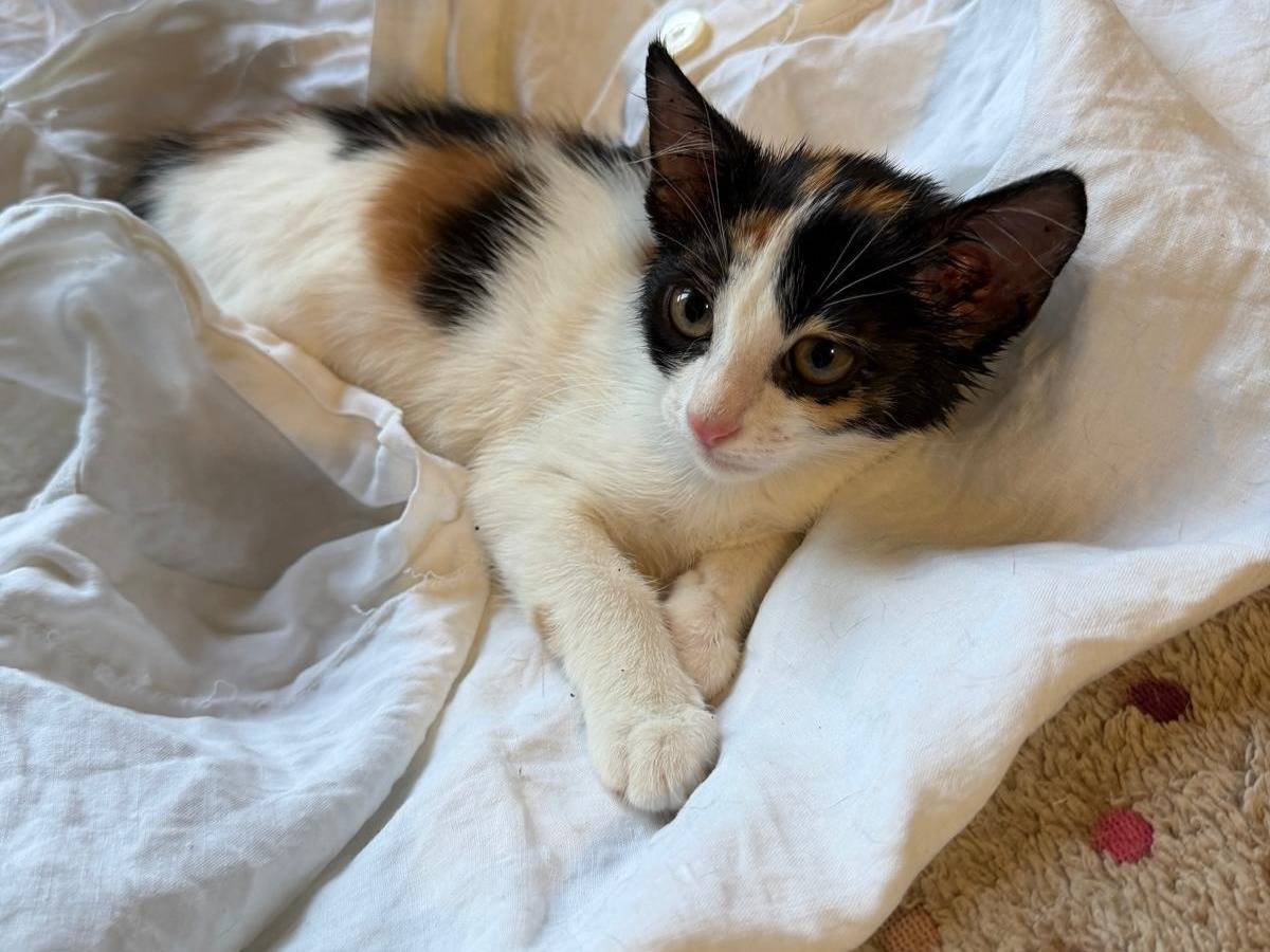 Adotta un gatto, taglia non valida, femmina, Latina