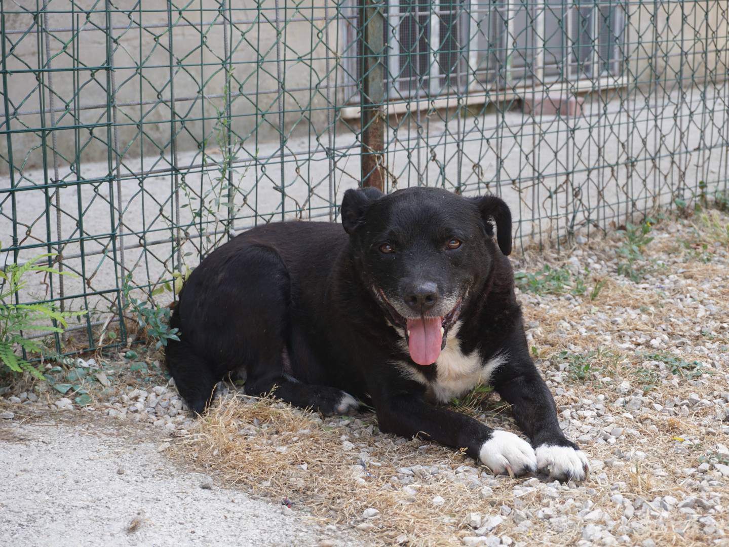 Vuoi adottare un cane a Pescara?