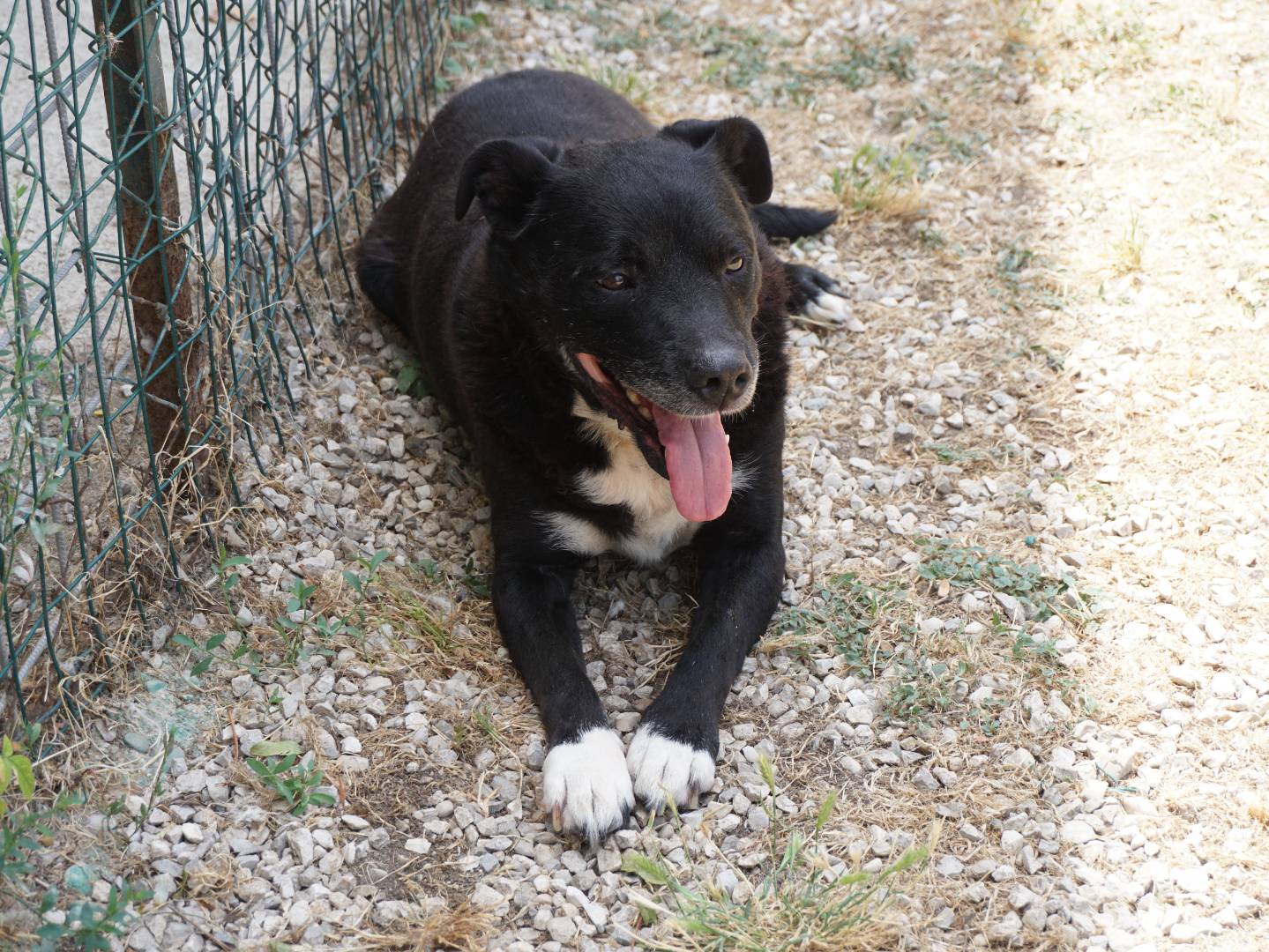 Adotta il cane Cozza a Pescara