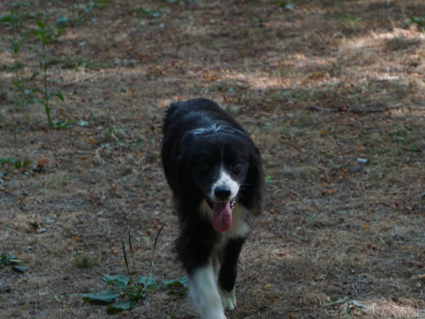 Foto 3 dell'animale