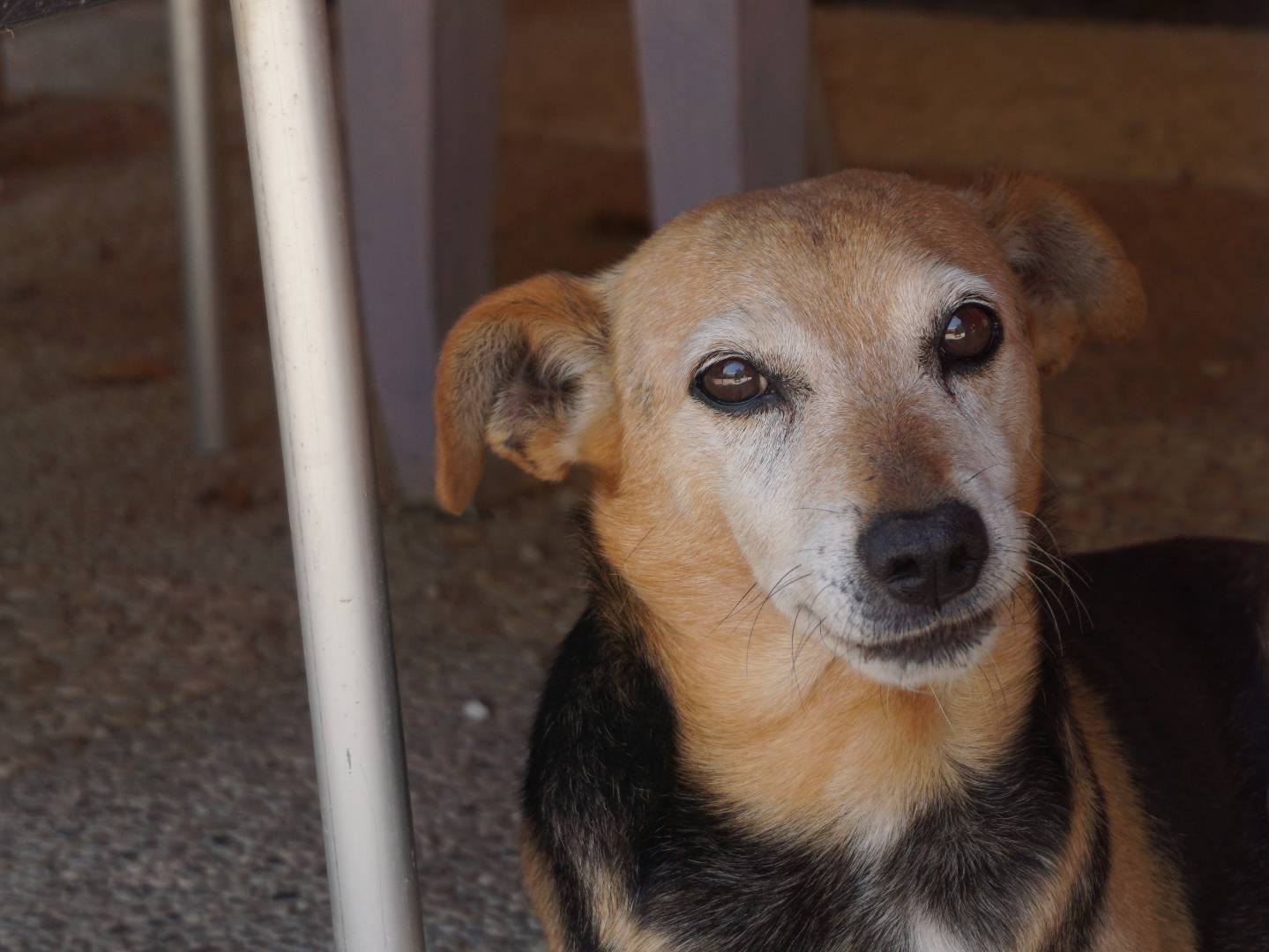 Adozione cane, maschio, Razza sconosciuta Razza sconosciuta, 5 anni e 2 mesi, taglia media contenuta, Pescara