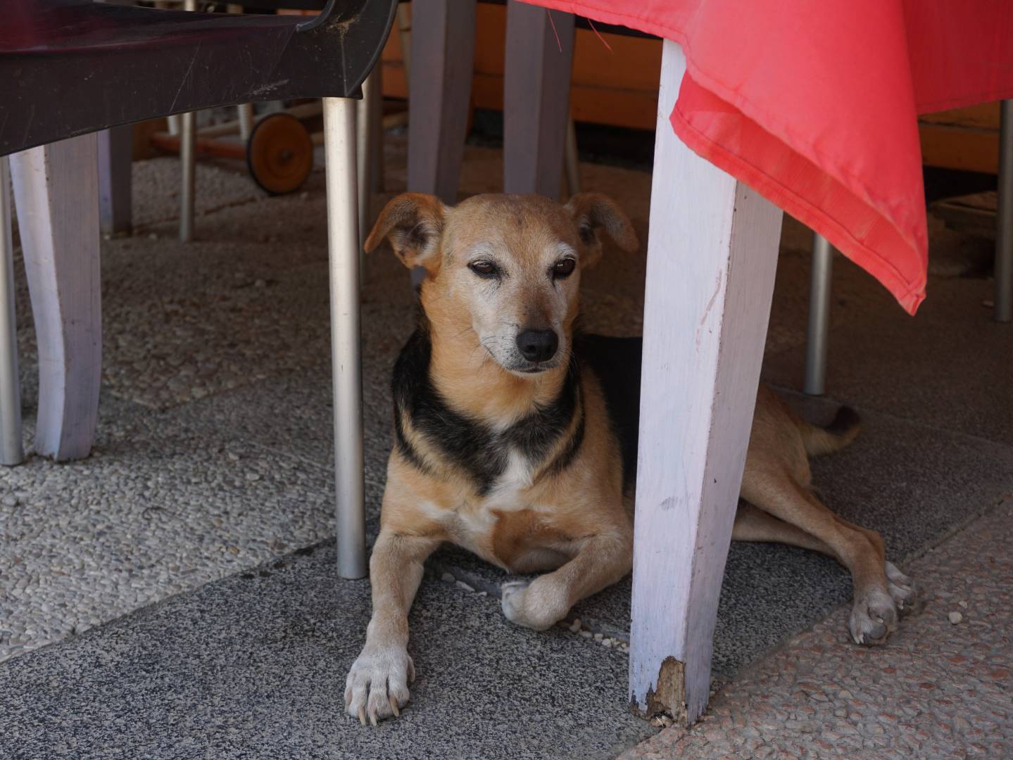 Adotta un cane, maschio, 5 anni e 2 mesi, Pescara