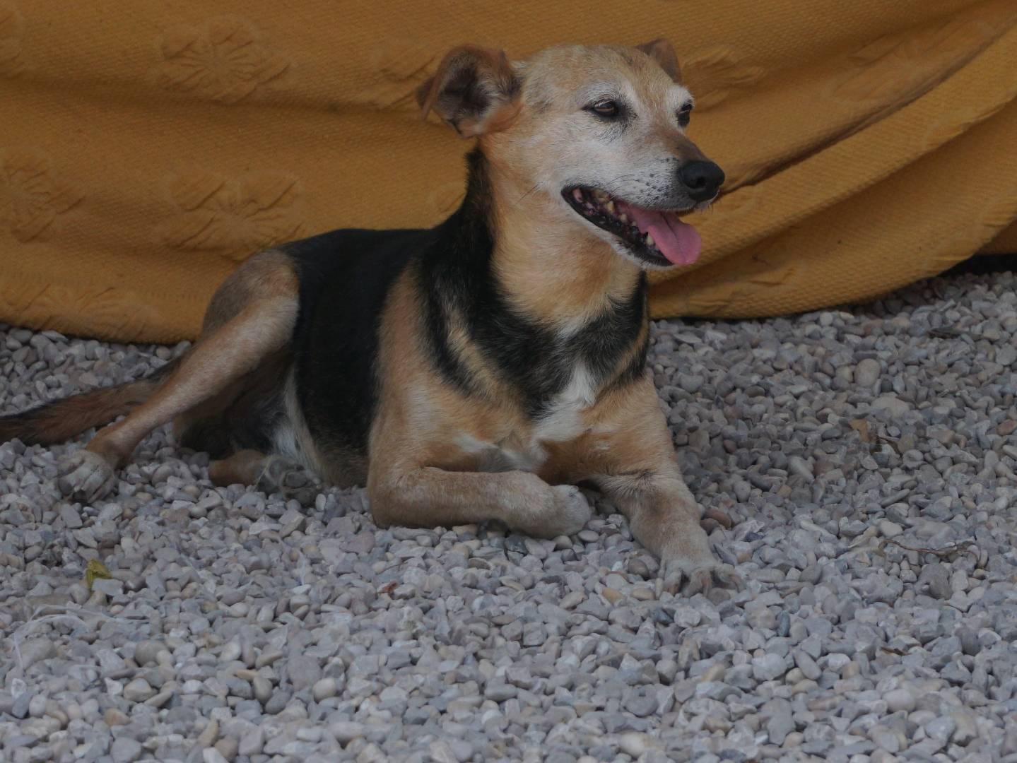 Adotta un cane, taglia media contenuta, maschio, Pescara