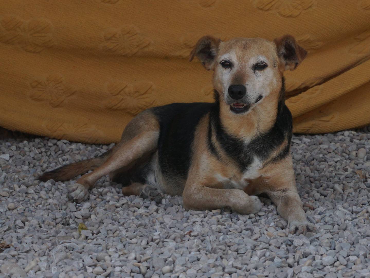 Vuoi adottare un cane a Pescara?