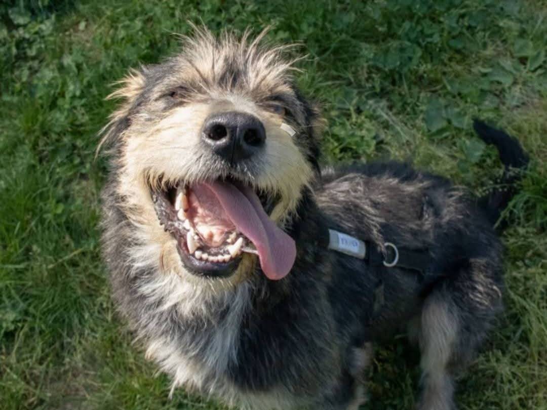 Adozione cane, femmina, Razza sconosciuta Razza sconosciuta, 1 anno e 6 mesi, taglia media, Milano