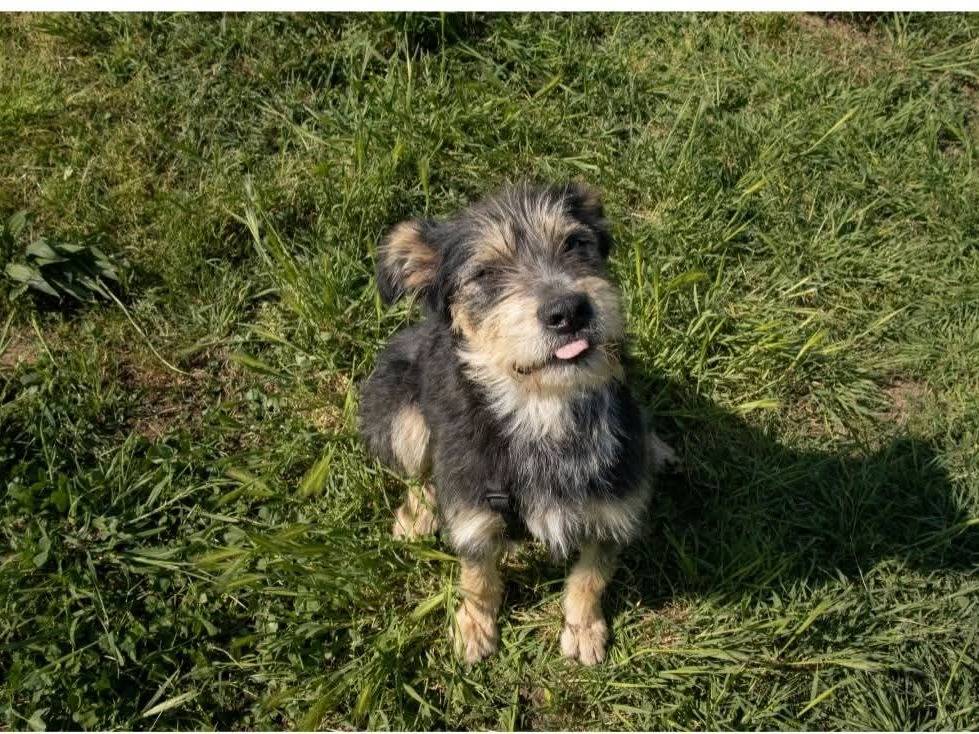 Adotta un cane, femmina, 1 anno e 6 mesi, Milano