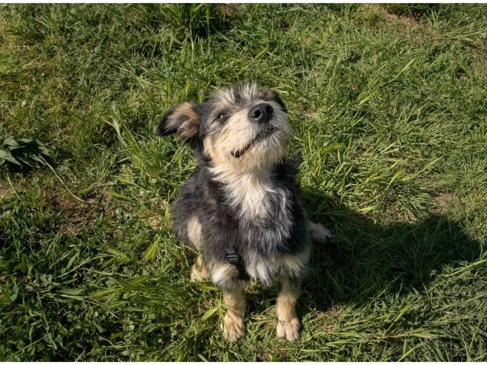Adotta un cane, taglia media, femmina, Milano