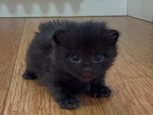 Adozione gatto, femmina, Razza sconosciuta Razza sconosciuta, 2 mesi, taglia non valida, Torino