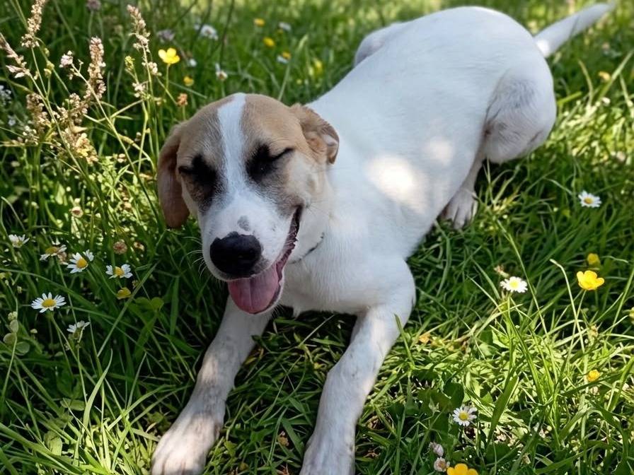 Adotta un cane, maschio, 5 mesi, Siracusa