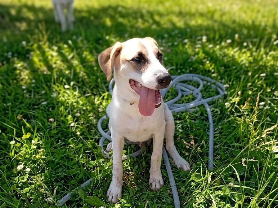 Adotta un cane, taglia media, maschio, Siracusa