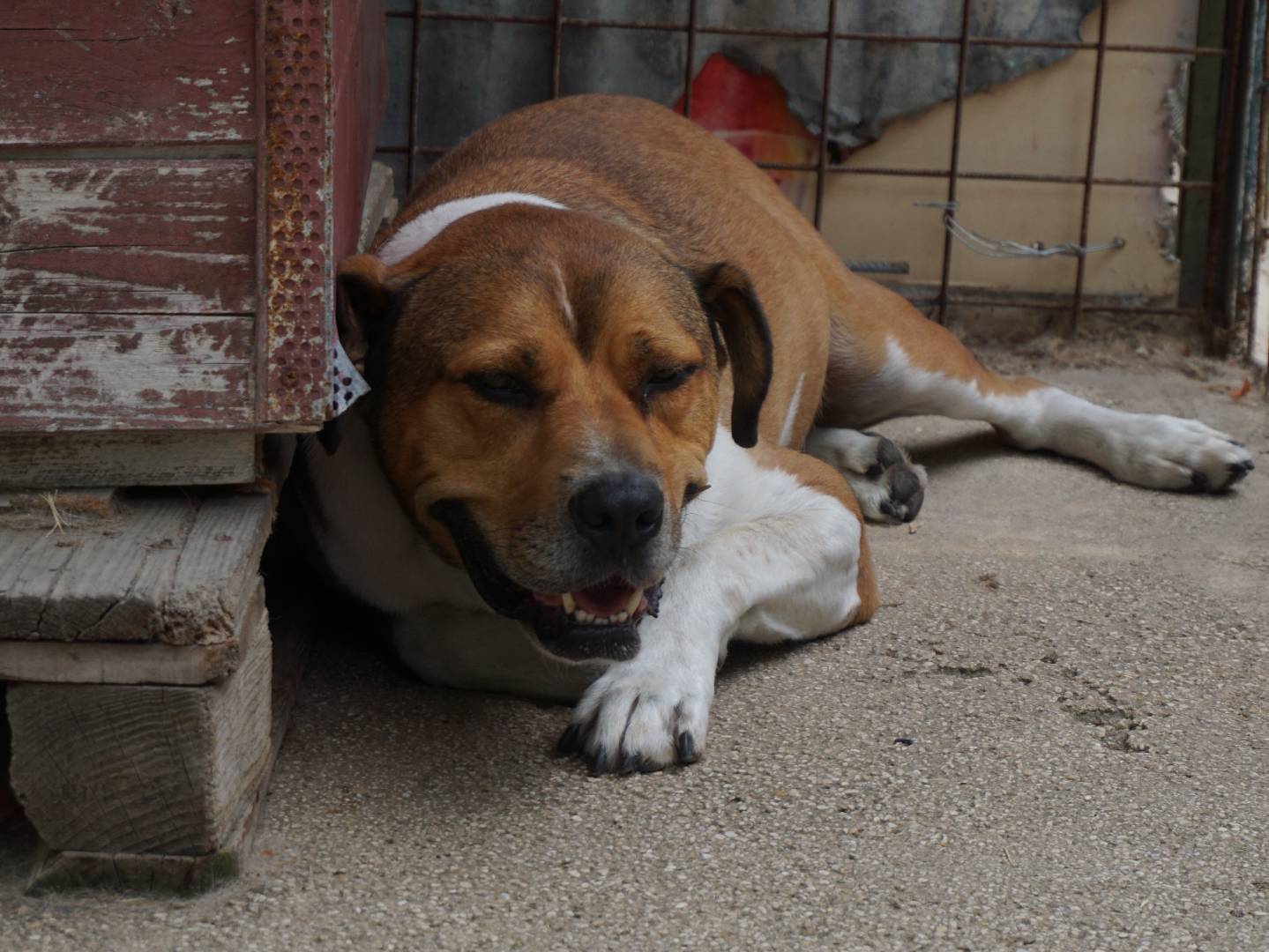 Adozione cane, maschio, Razza sconosciuta Razza sconosciuta, 3 anni e 9 mesi, taglia grande, Pescara