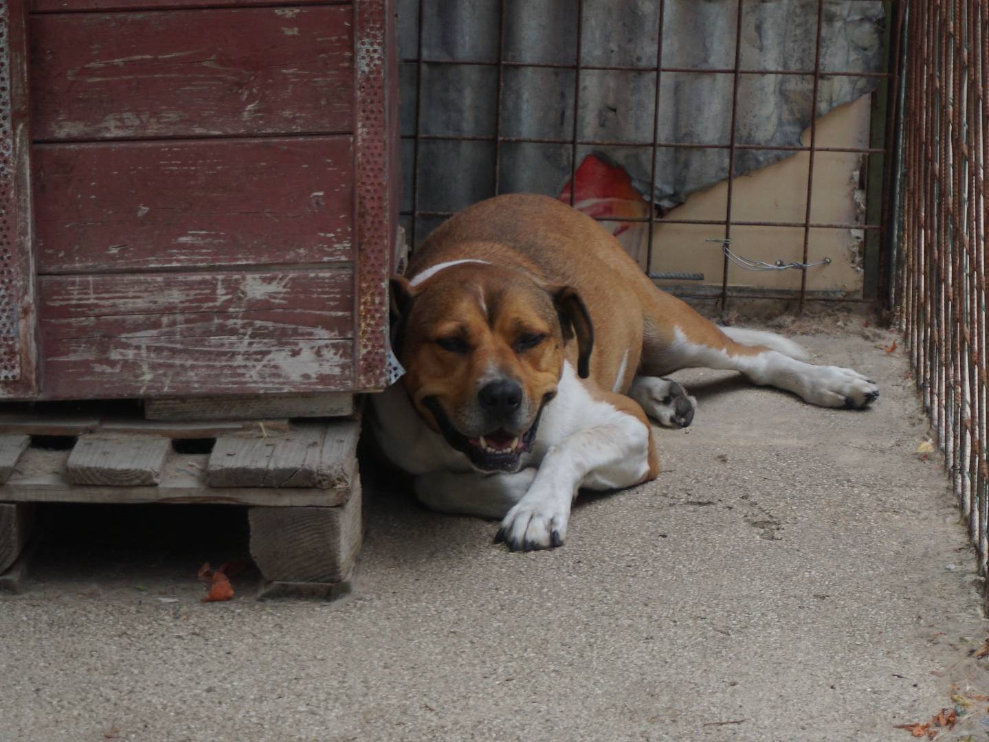 Adotta un cane, maschio, 3 anni e 9 mesi, Pescara