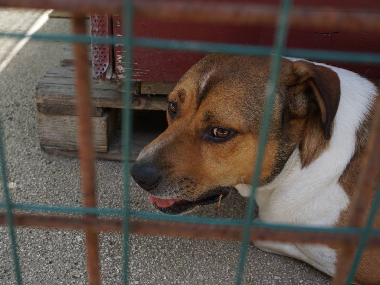 Adotta un cane, taglia grande, maschio, Pescara