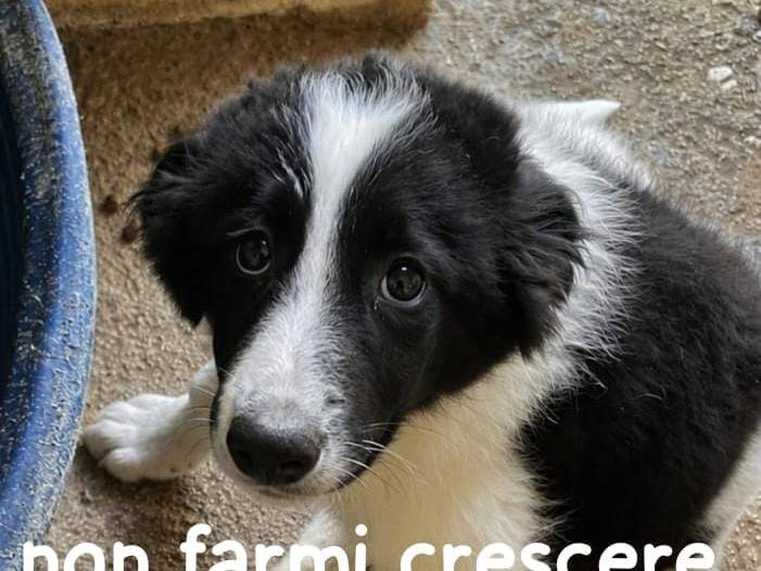 Adozione cane, femmina, Razza sconosciuta Razza sconosciuta, 3 mesi, taglia media, Cuneo