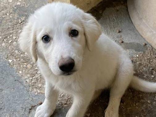 Adotta un cane, femmina, 3 mesi, Cuneo