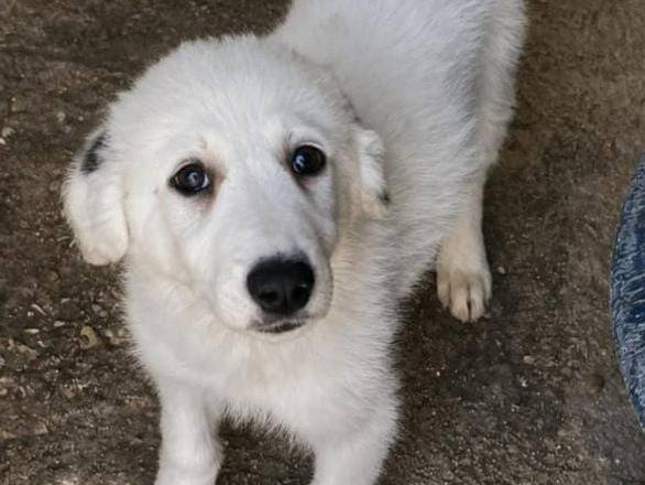 Adotta un cane, taglia media, femmina, Cuneo