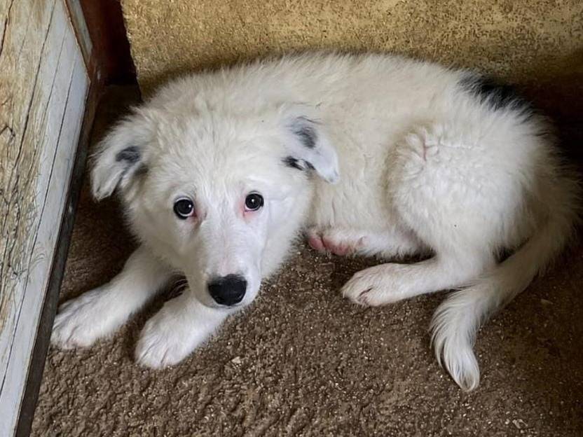 Vuoi adottare un cane a Cuneo?