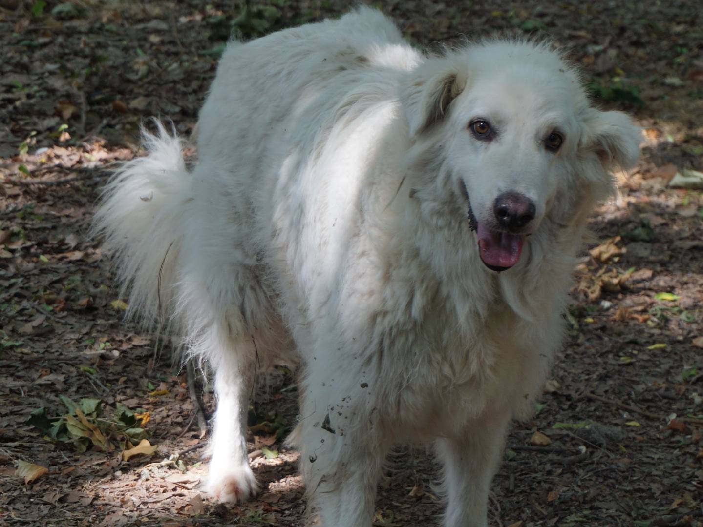 Adozione cane, maschio, Pastore maremmano Razza sconosciuta, 5 anni e 10 mesi, taglia grande, Pescara