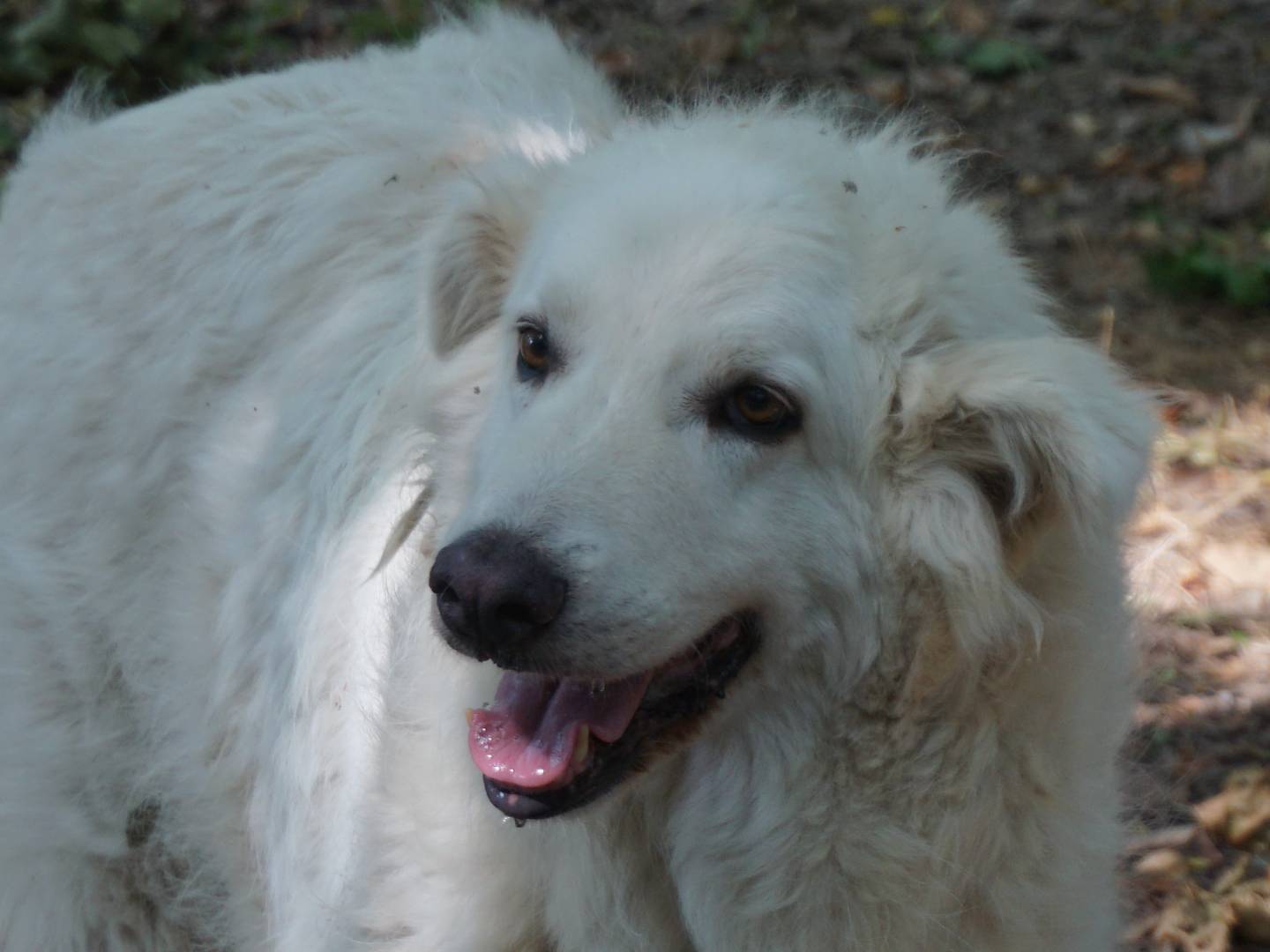 Adotta un cane, maschio, 5 anni e 10 mesi, Pescara
