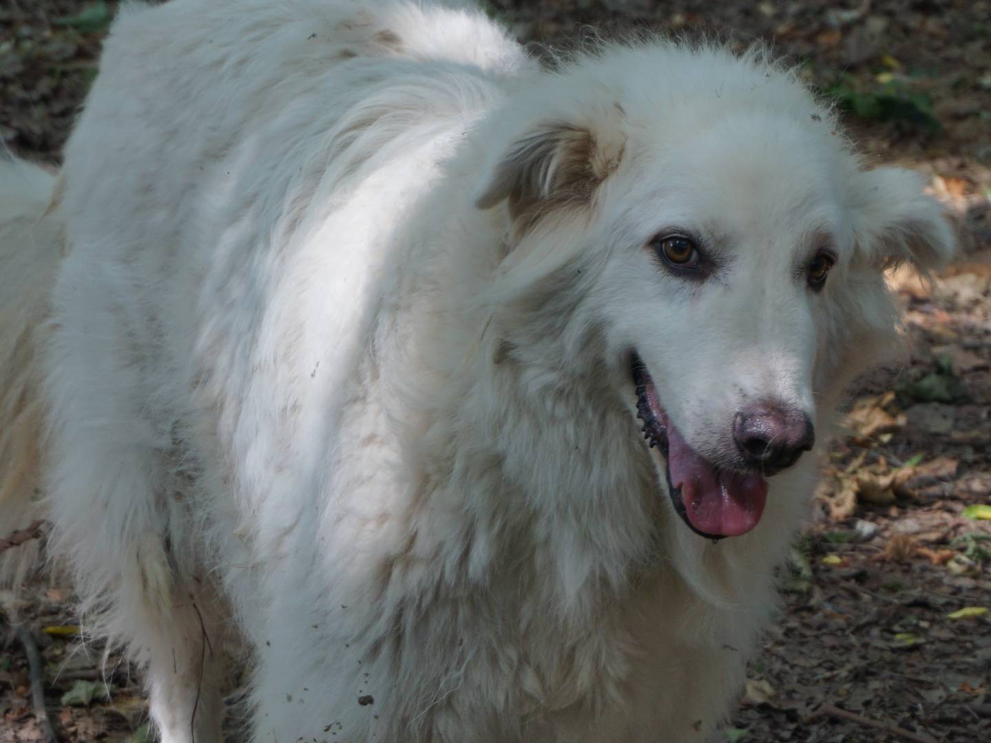 Adotta un cane, taglia grande, maschio, Pescara