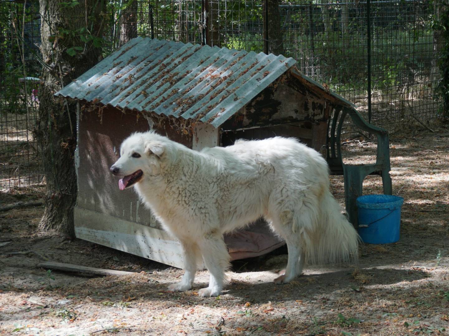 Vuoi adottare un cane a Pescara?