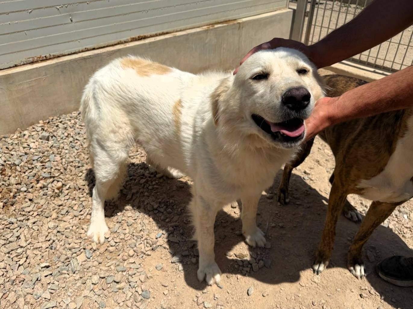 Vuoi adottare un cane a Sassari?