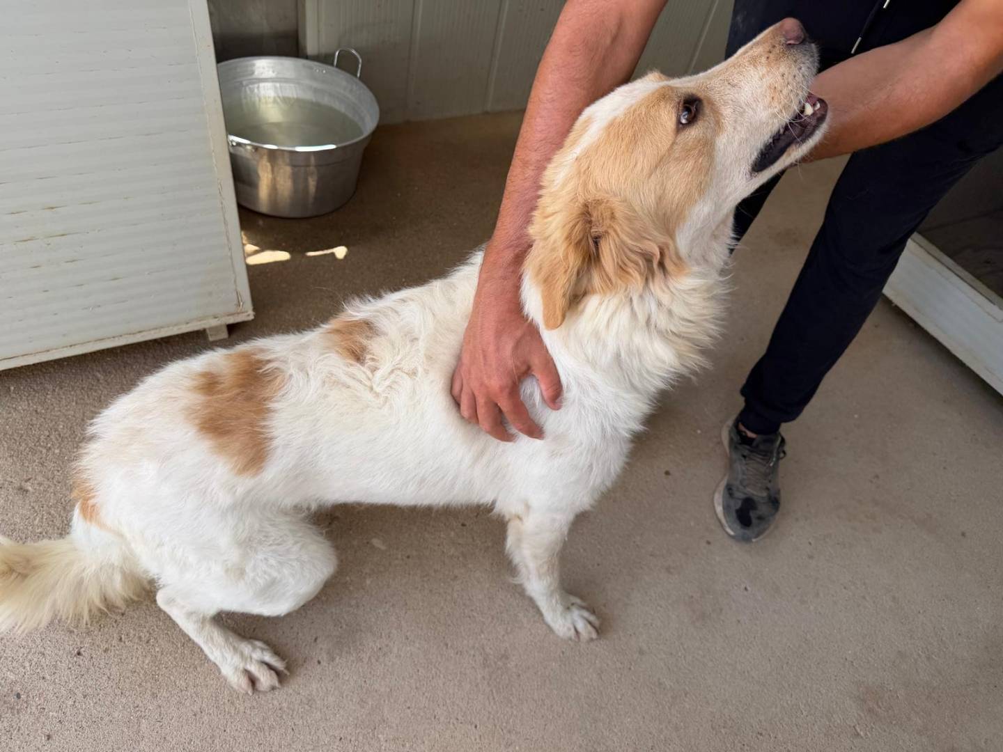 Vuoi adottare un cane a Sassari?