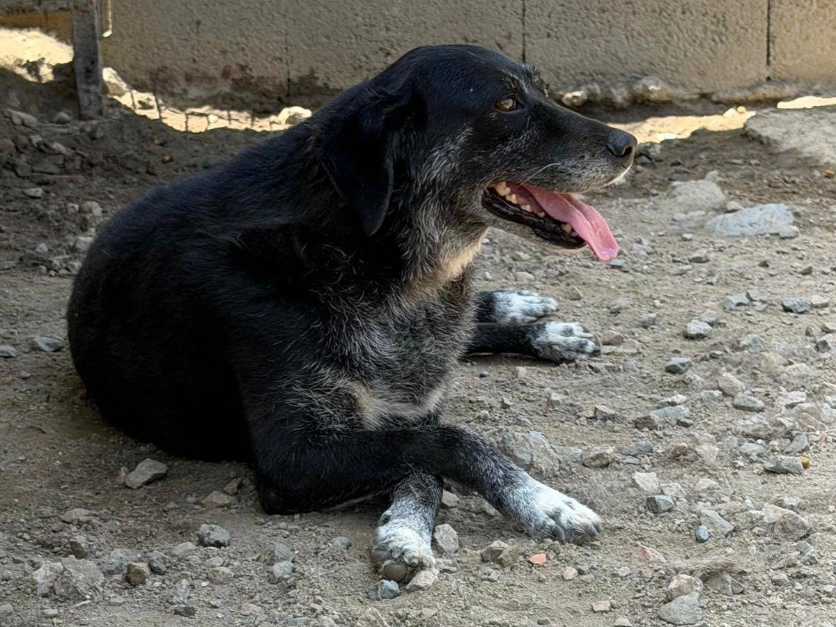 Adozione cane, femmina, Razza sconosciuta Razza sconosciuta, 5 anni e 3 mesi, taglia grande, Sassari