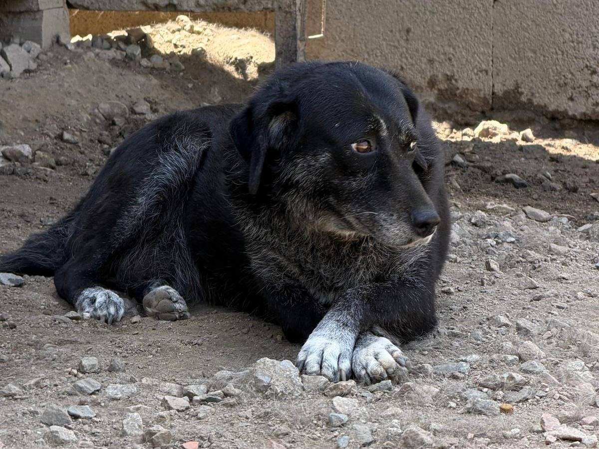 Vuoi adottare un cane a Sassari?