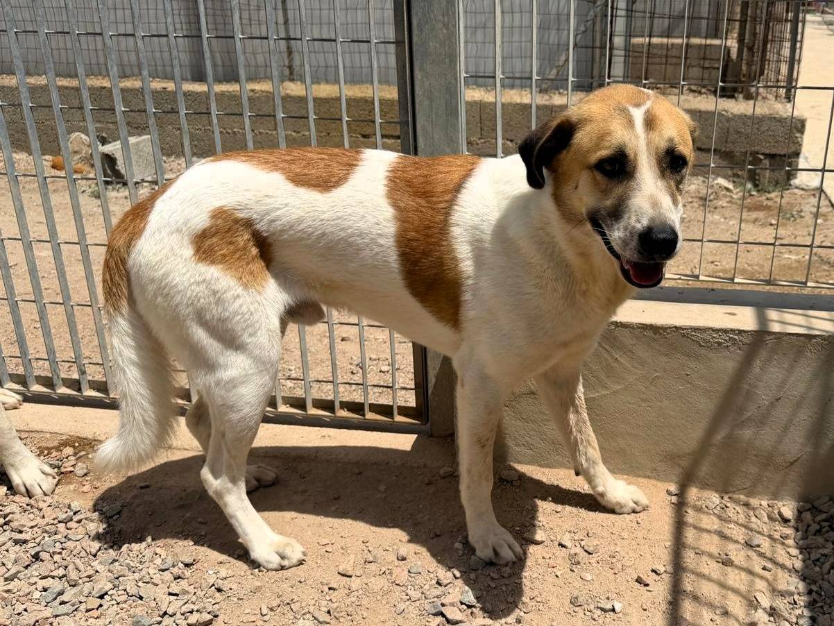 Adozione cane, maschio, Razza sconosciuta Razza sconosciuta, 2 anni e 5 mesi, taglia grande, Sassari