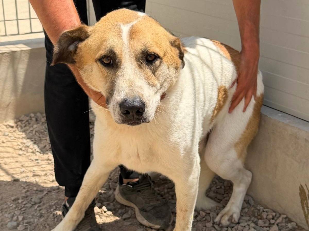 Adotta un cane, maschio, 2 anni e 5 mesi, Sassari