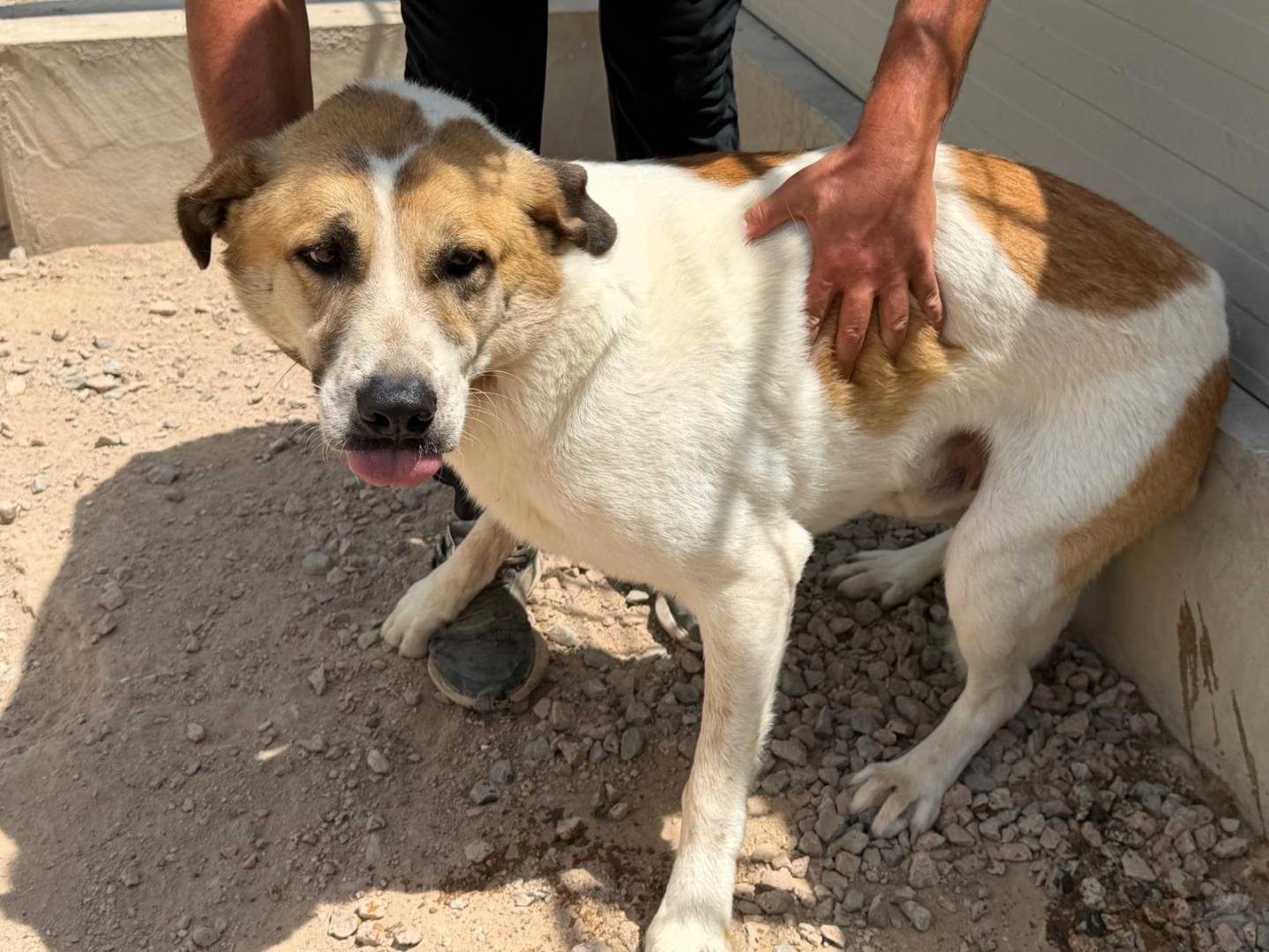 Adotta un cane, taglia grande, maschio, Sassari