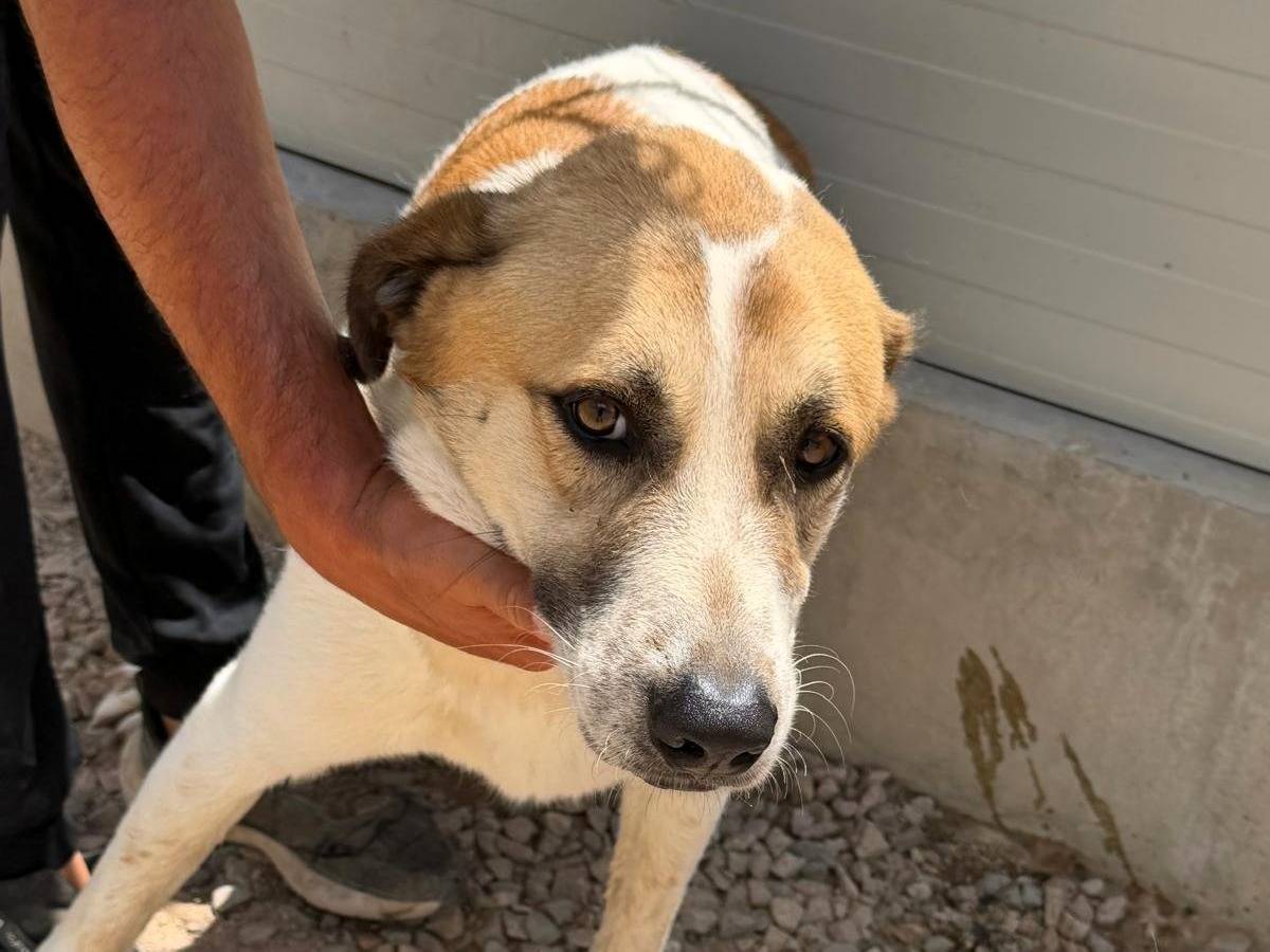 Vuoi adottare un cane a Sassari?