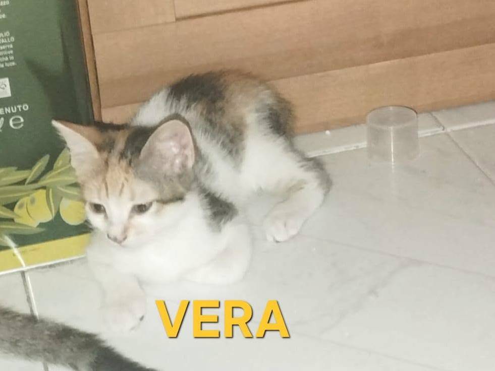Adotta un gatto, femmina, 2 mesi, Caserta