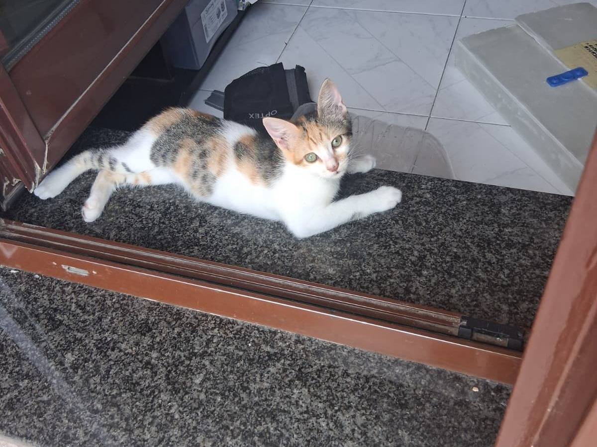 Adotta un gatto, taglia non valida, femmina, Caserta