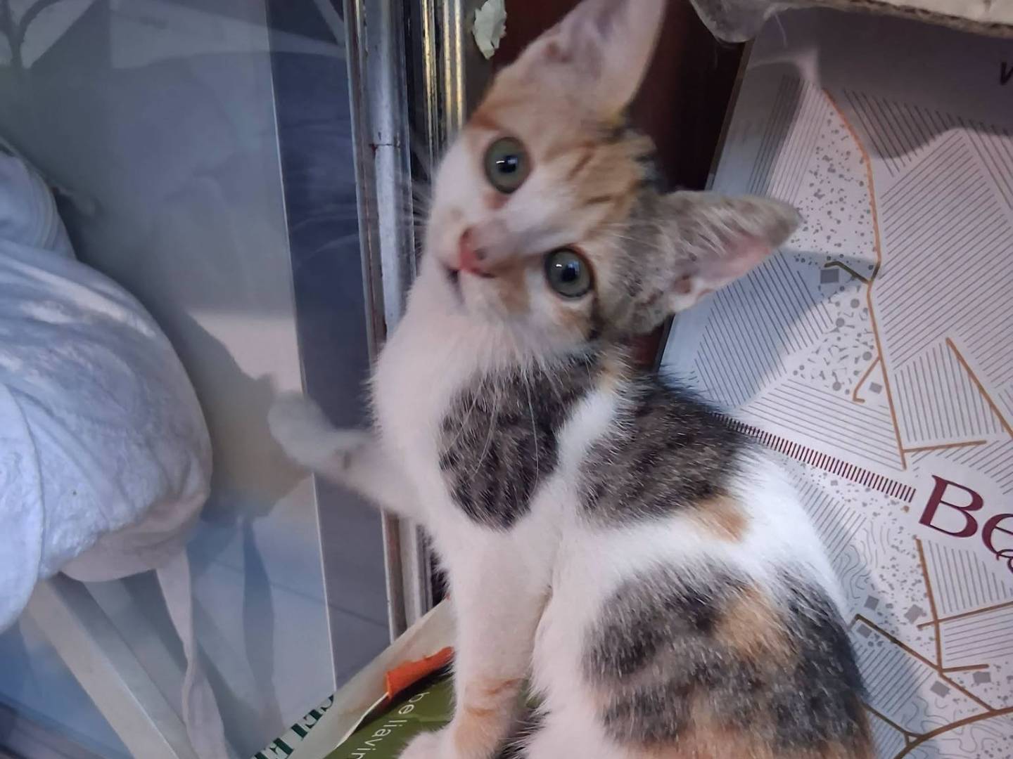 Adozione gatto, femmina, Razza sconosciuta Razza sconosciuta, 2 mesi, taglia non valida, Caserta