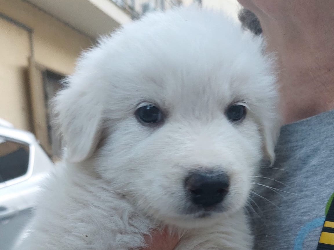 Adozione cane, maschio, Razza sconosciuta Razza sconosciuta, 2 mesi, taglia media, Enna