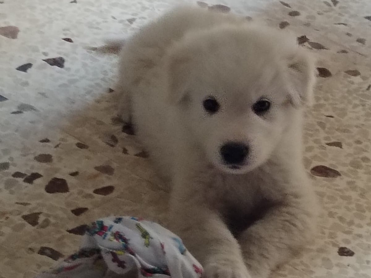 Adotta un cane, maschio, 2 mesi, Enna