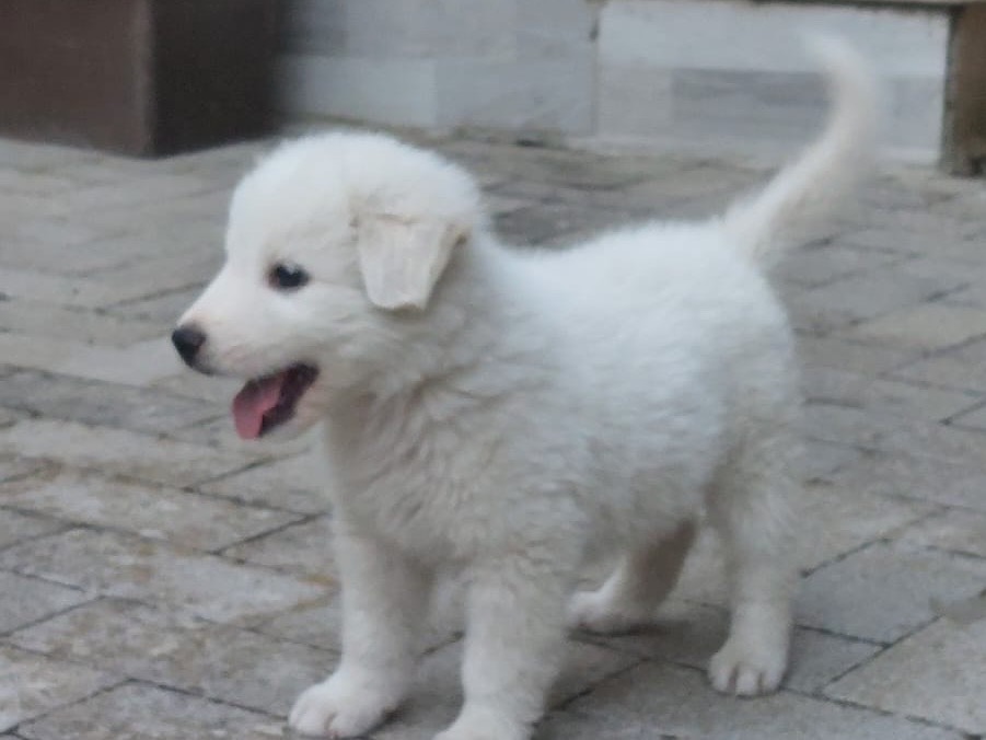 Adotta un cane, taglia media, maschio, Enna