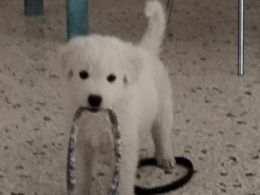 Vuoi adottare un cane a Enna?