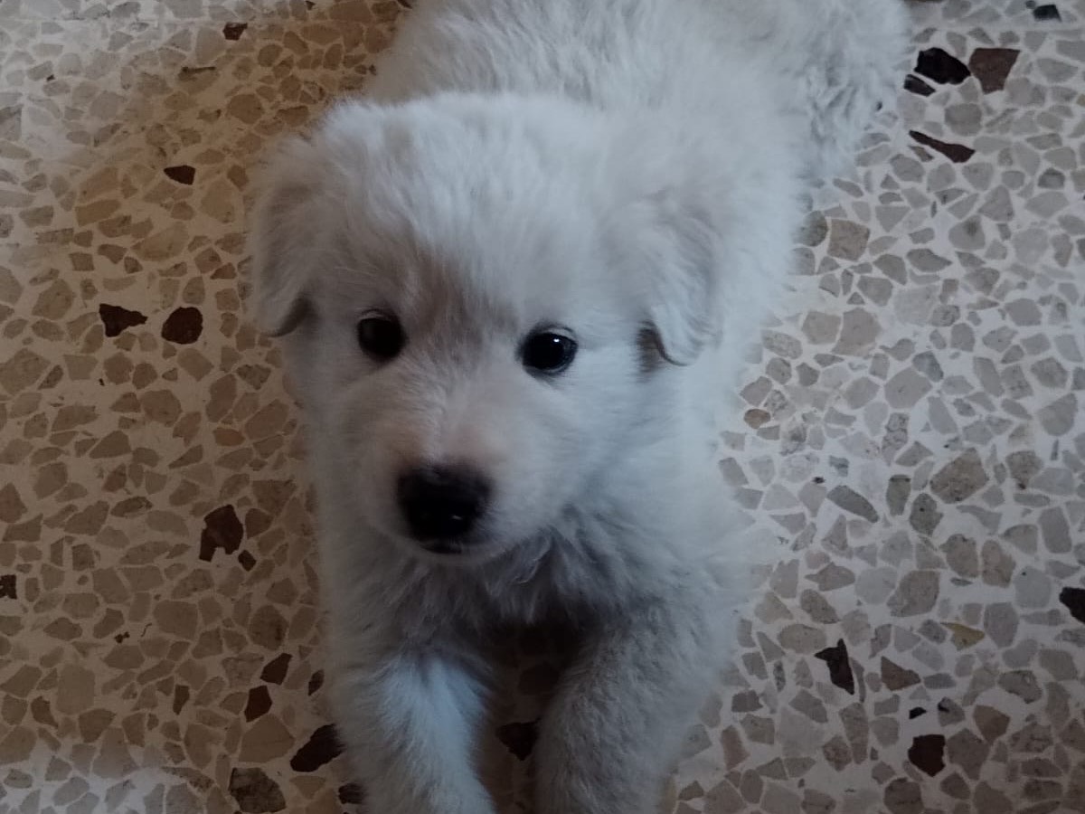 Adotta il cane SUD a Enna