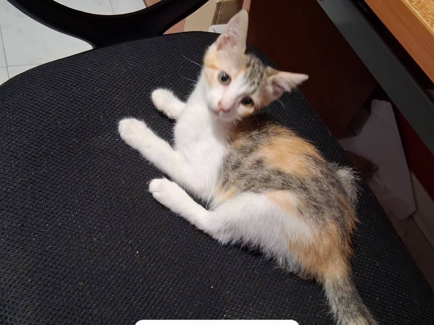 Adotta un gatto, femmina, 2 mesi, Caserta