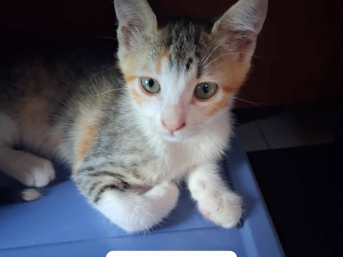 Adozione gatto, femmina, Razza sconosciuta Razza sconosciuta, 2 mesi, taglia non valida, Caserta