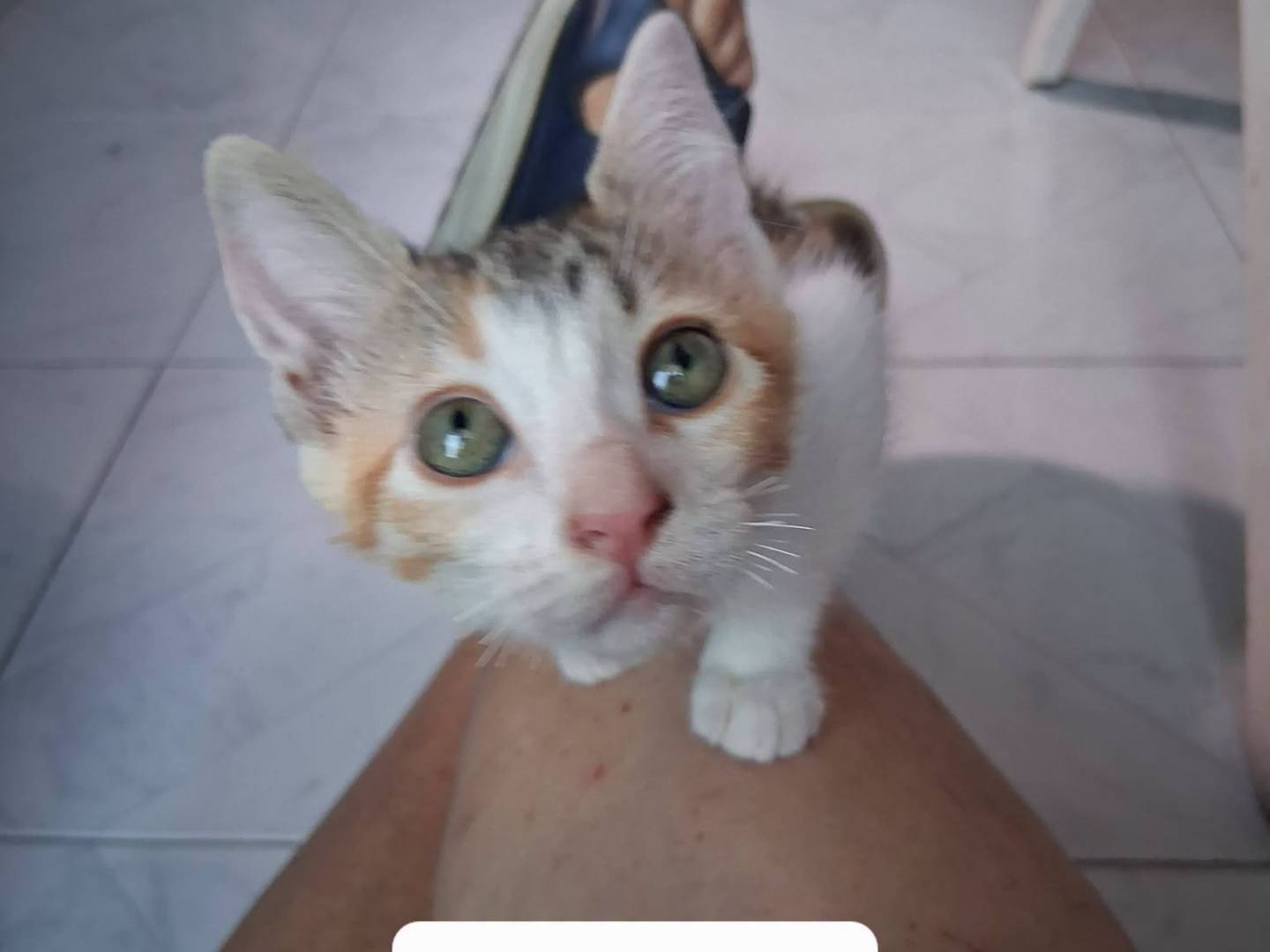 Adotta un gatto, taglia non valida, femmina, Caserta