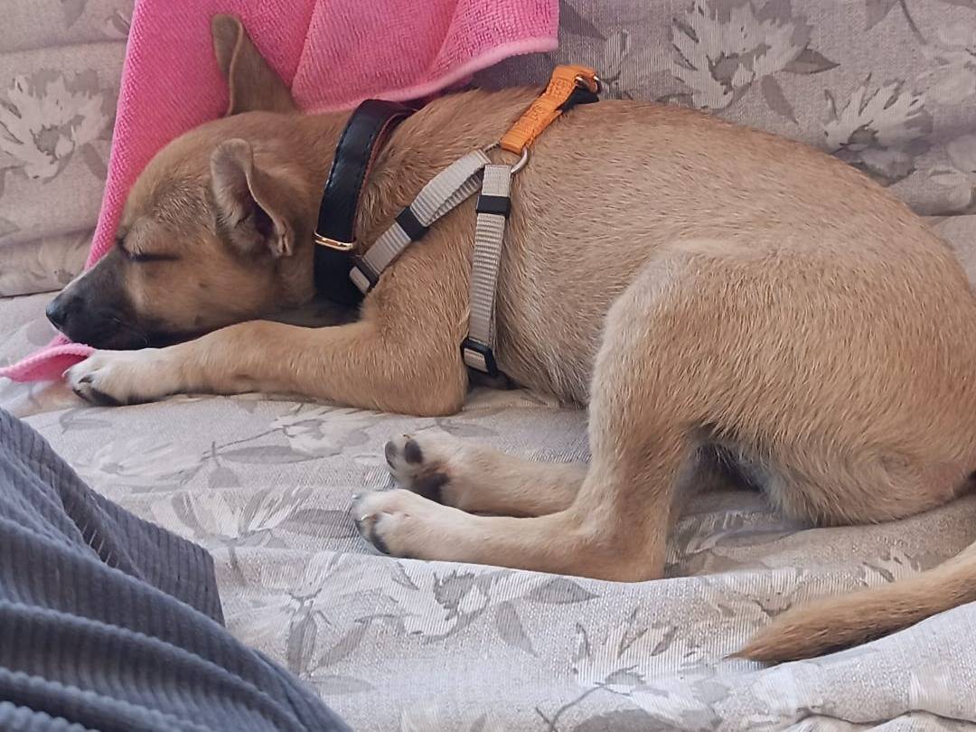 Adozione cane, maschio, Razza sconosciuta Razza sconosciuta, 2 mesi, taglia piccola, Bari