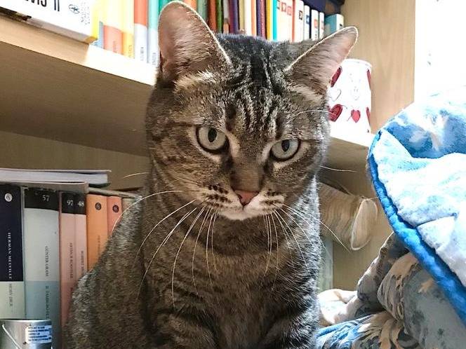 Adotta il gatto Marina a Milano